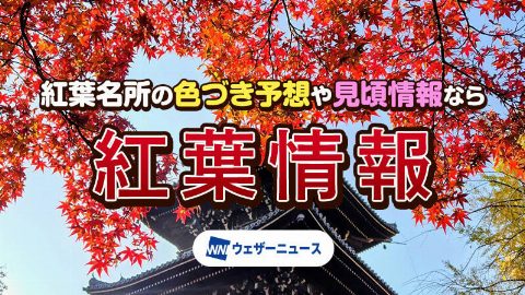 Saitama Toyota Pet Chichibu Green Muse Park (埼玉トヨペット秩父グリーンミューズパーク) 的楓葉資訊（出典ページの画像）